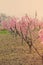 Photo of beautiful blooming trees with wonderful small pink flow