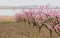 Photo of beautiful blooming trees with wonderful small pink flow