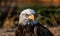 Photo beautiful closeup shot of a bald eagle head, generative AI