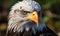 Photo beautiful closeup shot of a bald eagle head, generative AI