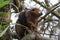 A photo of a beautiful Crowned Lemur