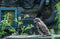 photo of a beautiful eagle. Kite chick sitting on a bench near the window of an old log house