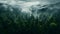 Photo of beautiful forest landscape in fog. Top view. For web design and background
