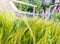 Photo of a beautiful grass background with spikelets