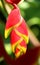 Photo beautiful Heliconia