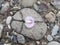 A photo of a beautiful little flower just taken from the forest is placed on a broken river stoneï¿¼