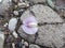 A photo of a beautiful little flower just taken from the forest is placed on a broken river stoneï¿¼