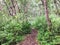 A photo of a beautiful nature dirt hiking trail in the centre of the frame surrounded by green bush and trees with no people.