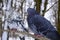 Photo of beautiful pigeons on the street