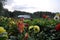 Photo of a beautiful sunny day. Beautiful yellow large flowers and smaller pink flowers against the background of the forest in th