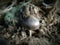 photo of a beautiful tiny mushroom growing on a bamboo clump