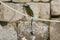 Photo of beautiful Turquoise-browed motmot sitting on rope in Mexico on stone background.