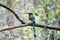 Photo of beautiful Turquoise-browed motmot sitting on tree branch in Mexico on green blurry background.