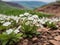 Photo of beautiful unique tiny white flowers with green leaves in the surface of earth in spring season.