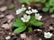 Photo of beautiful unique tiny white flowers with green leaves in the surface of earth in spring season.