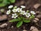 Photo of beautiful unique tiny white flowers with green leaves in the surface of earth in spring season.