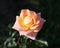 Photo beautiful unusual rose