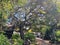 A photo of a beautiful windy tree in a pretty courtyard with many branches twisted like arteries, in Carmel by the Sea