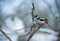 Photo of a beautiful woodpecker