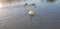 Photo beautifull duck in a lake