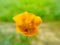 Photo of a beauty yellow abutilon indicum flower