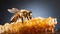 Photo of a bee collecting honey from a honeycomb