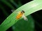 Photo of a bee is looking for pollen at Gia Dinh Park in Saigon city, Vietnam