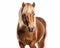 photo of Belgian horse isolated on white background. Generative AI