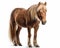 photo of Belgian horse isolated on white background. Generative AI