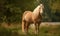 photo of Belgian horse standing in its natural habitat peaceful farm. The horse is standing in a field surrounded by lush green