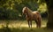 photo of Belgian horse standing in its natural habitat peaceful farm. The horse is standing in a field surrounded by lush green