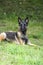 Photo of Belgian shepherd mallinois 3 years