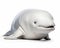 photo of beluga isolated on white background. Generative AI