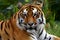 Photo Bengal tigers majestic gaze exudes power and aggression