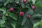 Photo of berry on a Ashwagandha plant