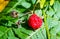 photo of a berry. Rubus idaeus raspberry, also called red raspberries or sometimes as European to distinguish