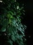 photo of betel leaf at dark night