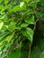 photo of betel leaf with high quality HDR+