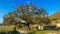 Photo of big monumental oak in the umbria country