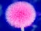 Photo of a big pink huge dandelion flower