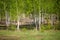 Photo of birch grove, green grass
