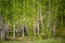 Photo of birch grove, green grass