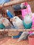 photo of a bird in a cage, a type of lovebird.