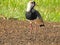 Photo of a bird Southern Lapwing