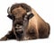 photo of bison isolated on white background. Generative AI