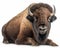 photo of bison isolated on white background. Generative AI