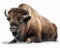 photo of bison isolated on white background. Generative AI