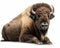 photo of bison isolated on white background. Generative AI
