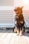 Photo of black dog with open mouth with leash around its neck standing on wooden floor on summer day outdoors.