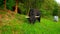 Photo of black highland cows which are grazing the grass in a forest